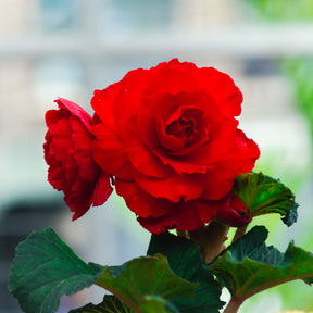 Knollenbegonie rot - Bégonia red - Willemse