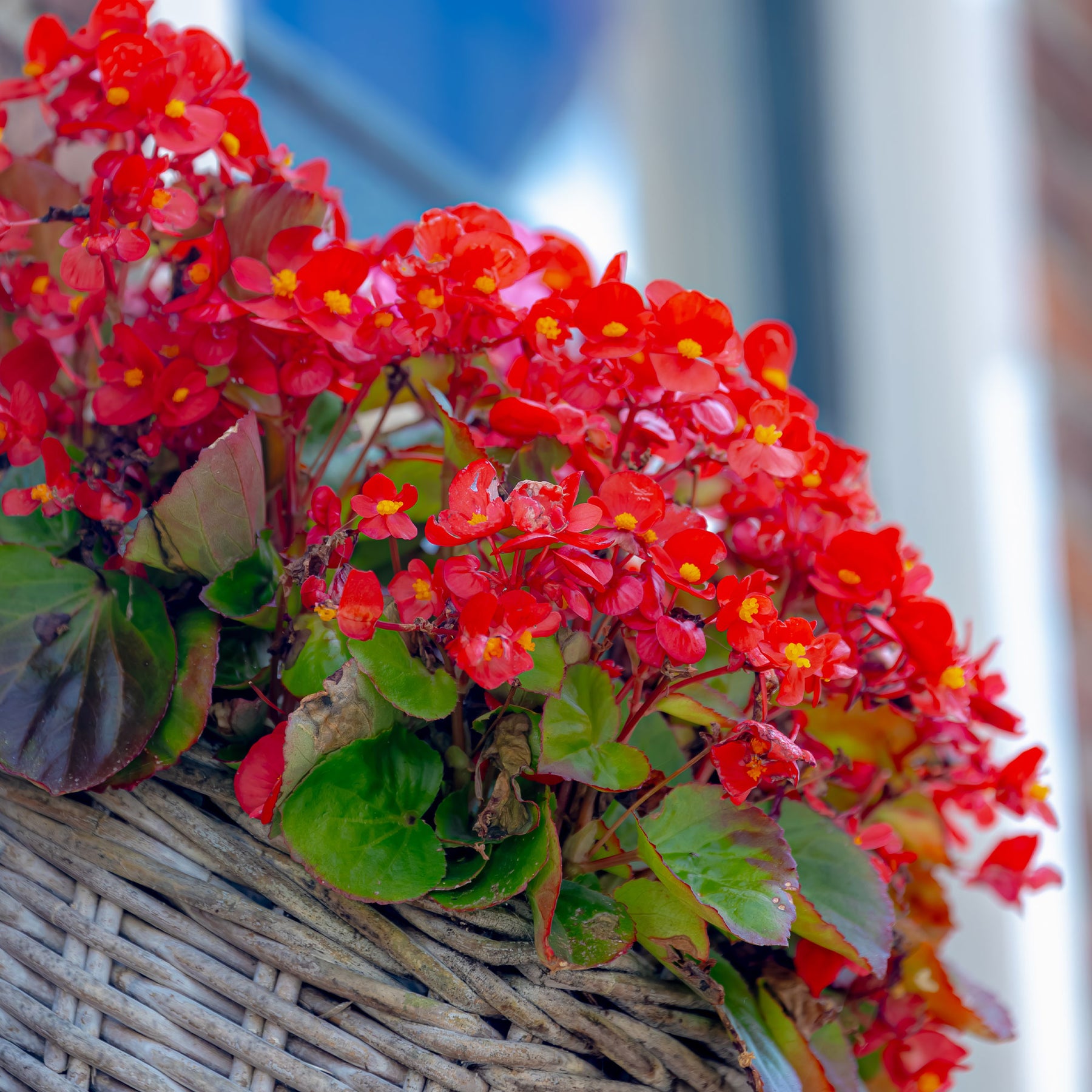 Rote eisbegonie - Willemse