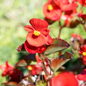 Rote eisbegonie - Bégonia semperflorens red - Willemse