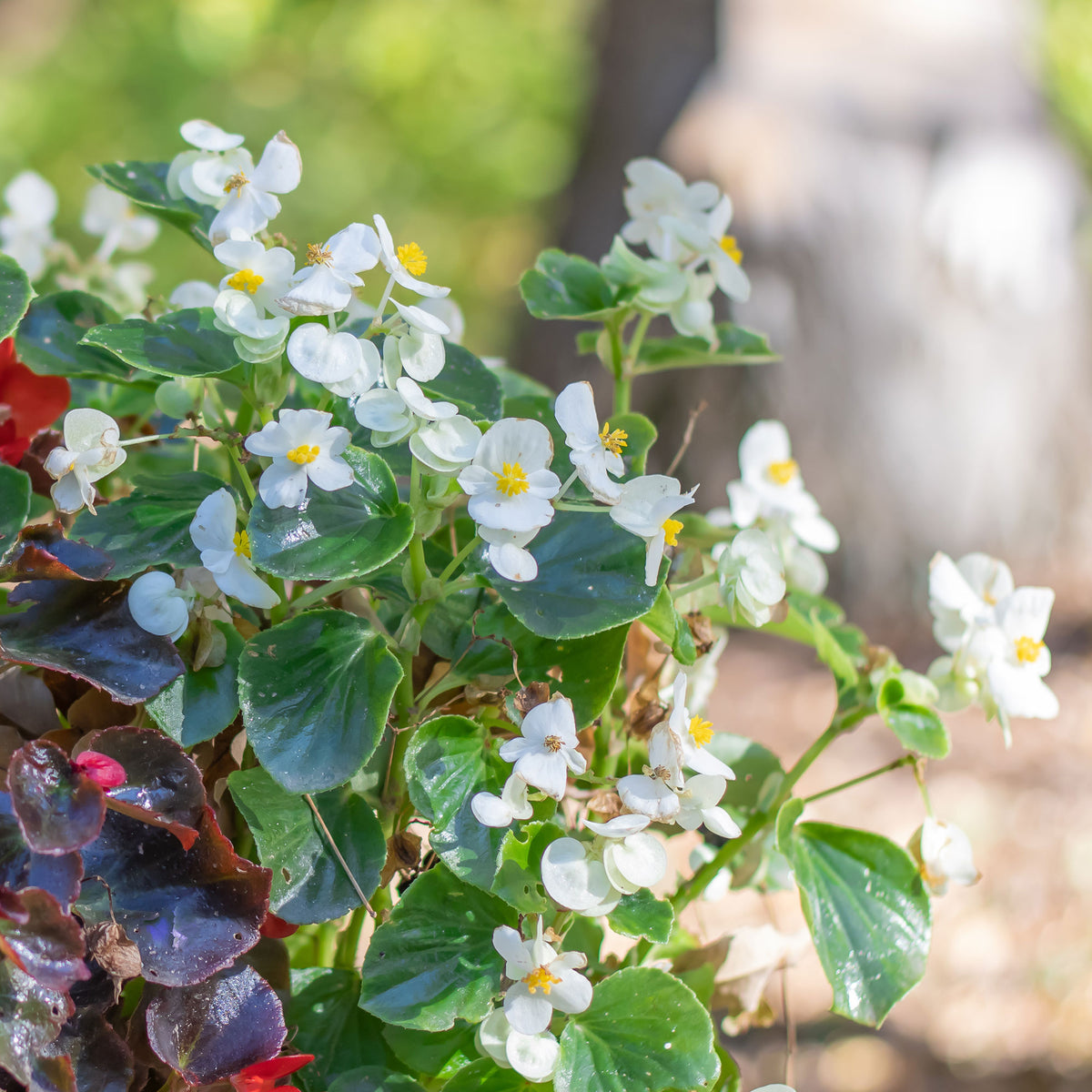 Weiße eisbegonie - Bégonia semperflorens white - Willemse