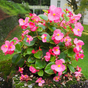 Rosa eisbegonie - Willemse
