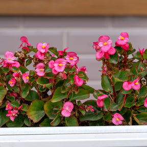 Rosa eisbegonie - Bégonia semperflorens pink - Willemse