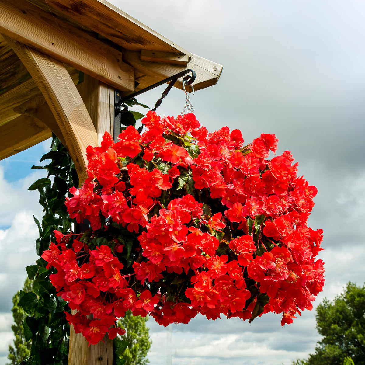 Bégonia pendula  red - Rote Hängende Begonie - Blumen für Terrasse und Balkon