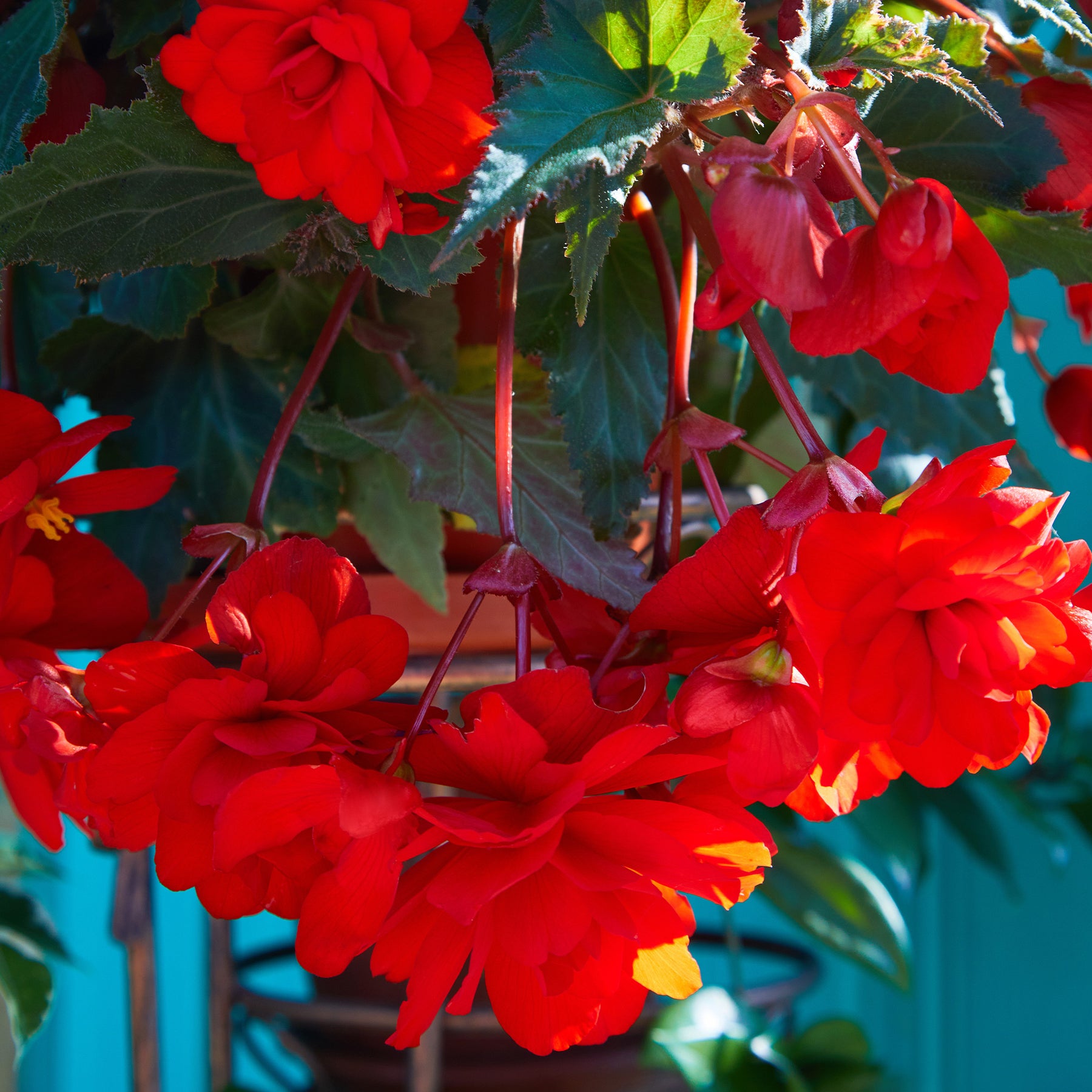 Rote Hängende Begonie - Willemse