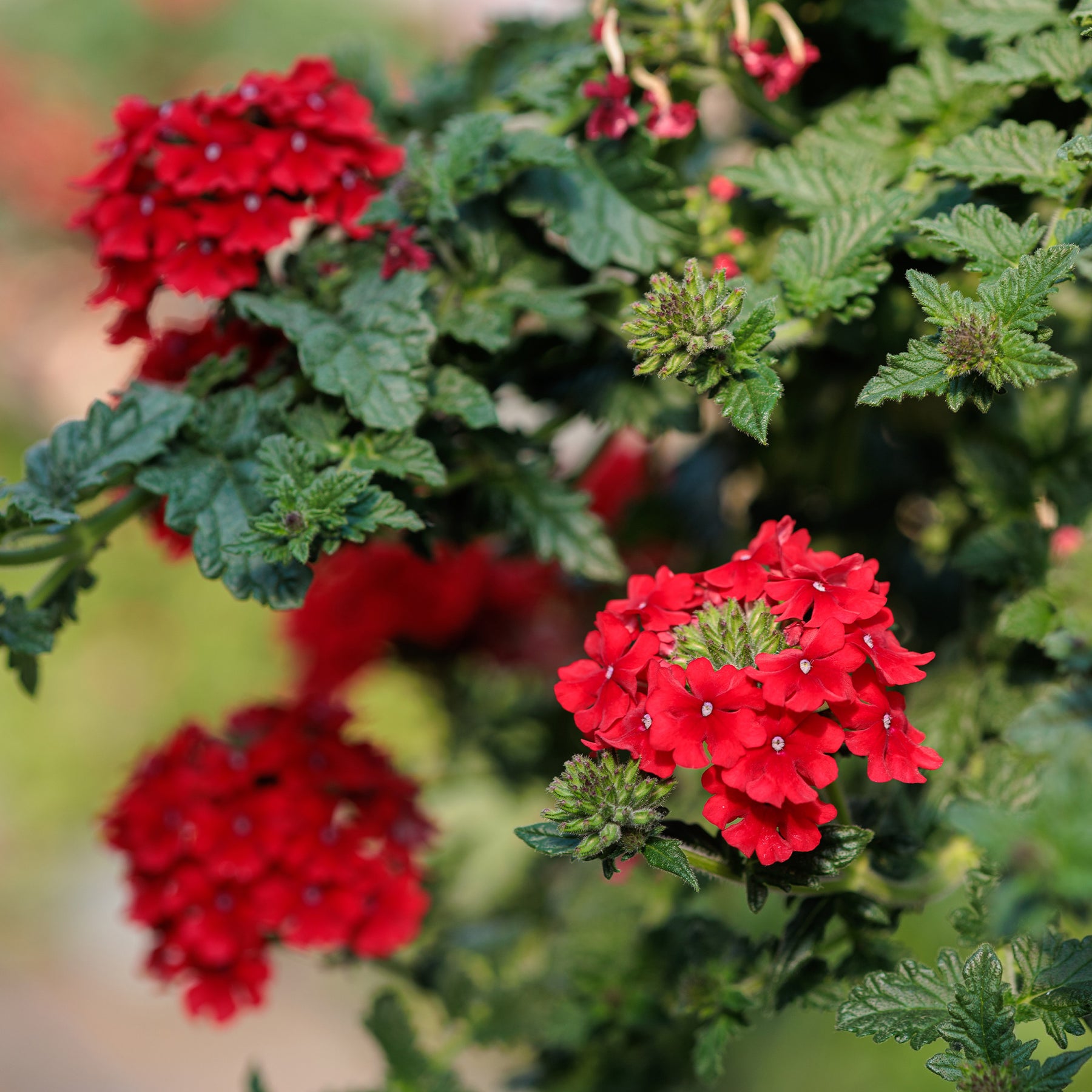 Rotes hängendes Eisenkraut - Verbena pendula red - Willemse