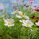 weißer Schmuckkörbchen - Cosmos white - Willemse