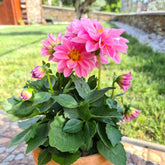 Rosa Dahlie - Dahlia pink - Willemse