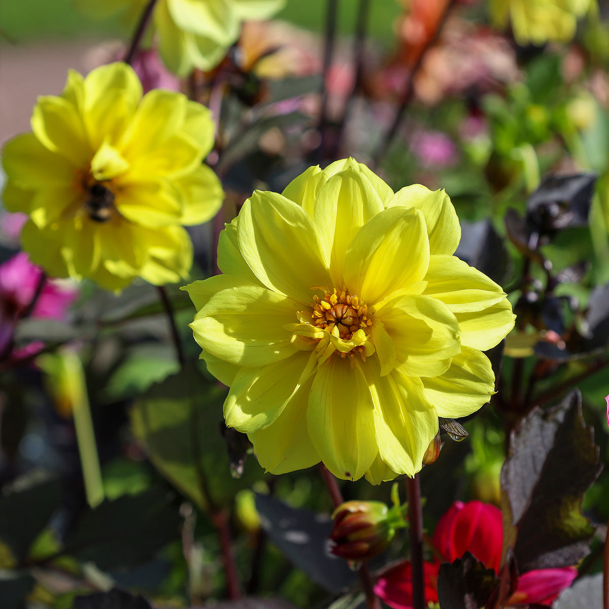 Gelbe Dahlie - Dahlia yellow - Willemse