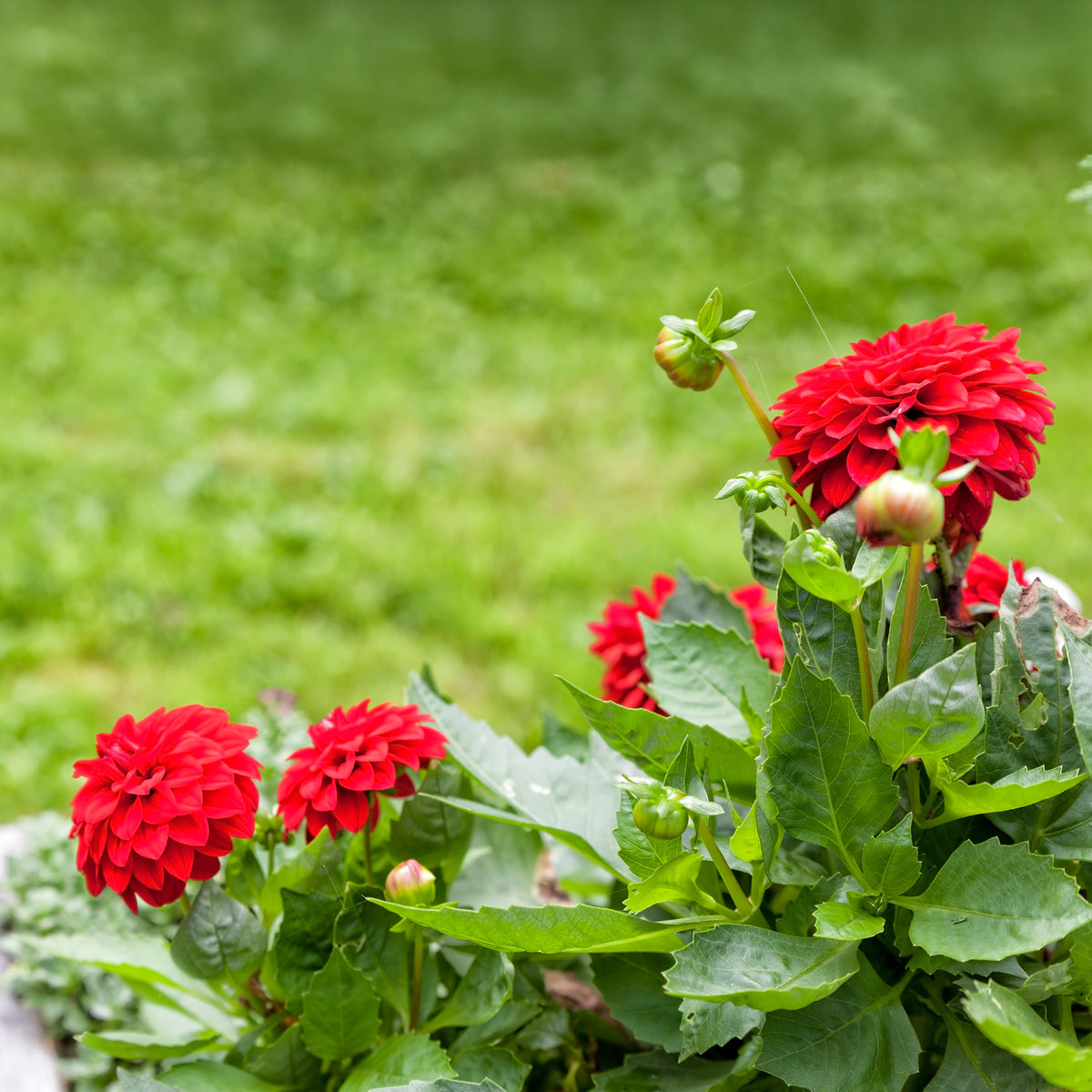 Dahlia red - Rote Dahlie - Blumen für Terrasse und Balkon