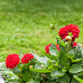Dahlia red - Rote Dahlie - Blumen für Terrasse und Balkon