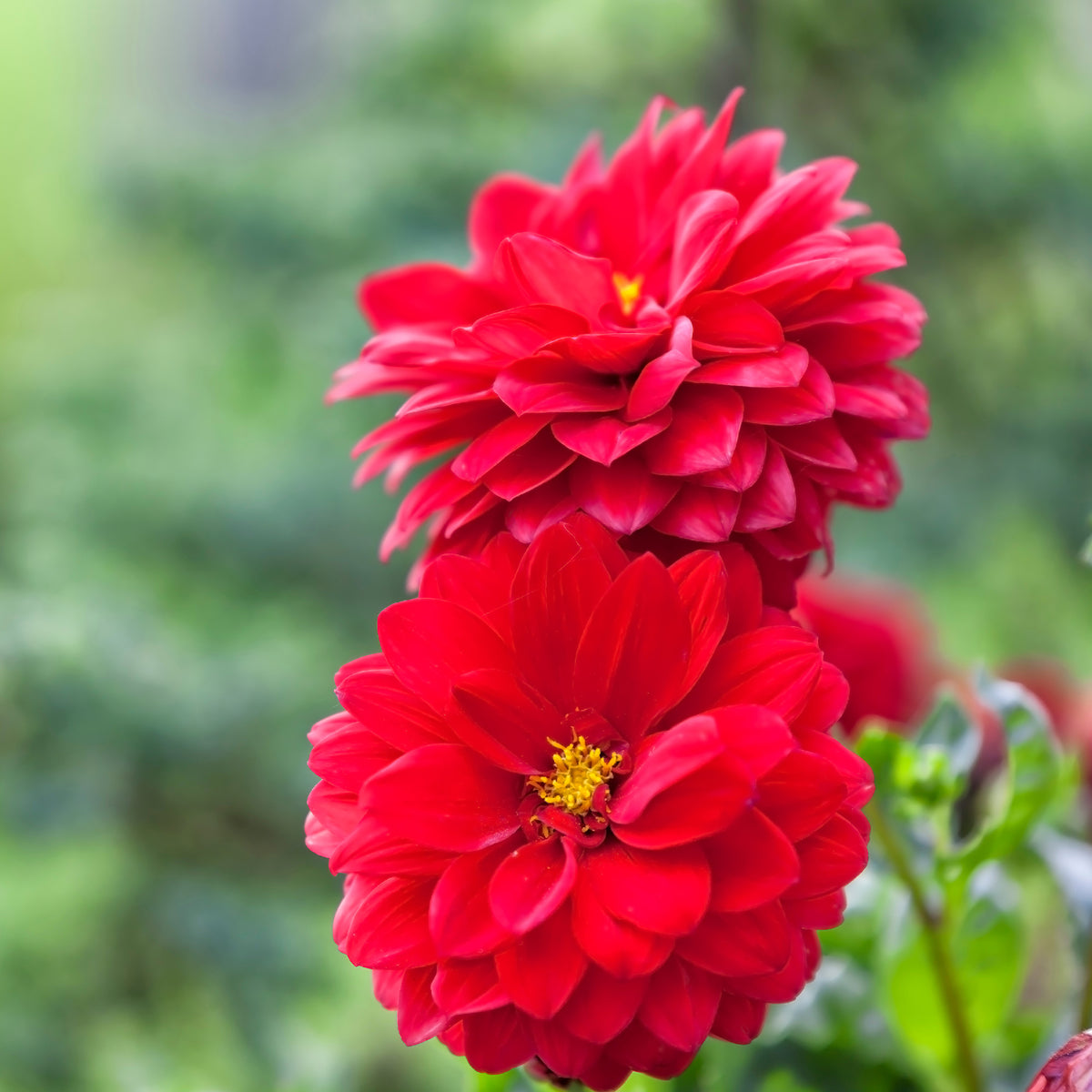 Rote Dahlie - Dahlia red - Willemse