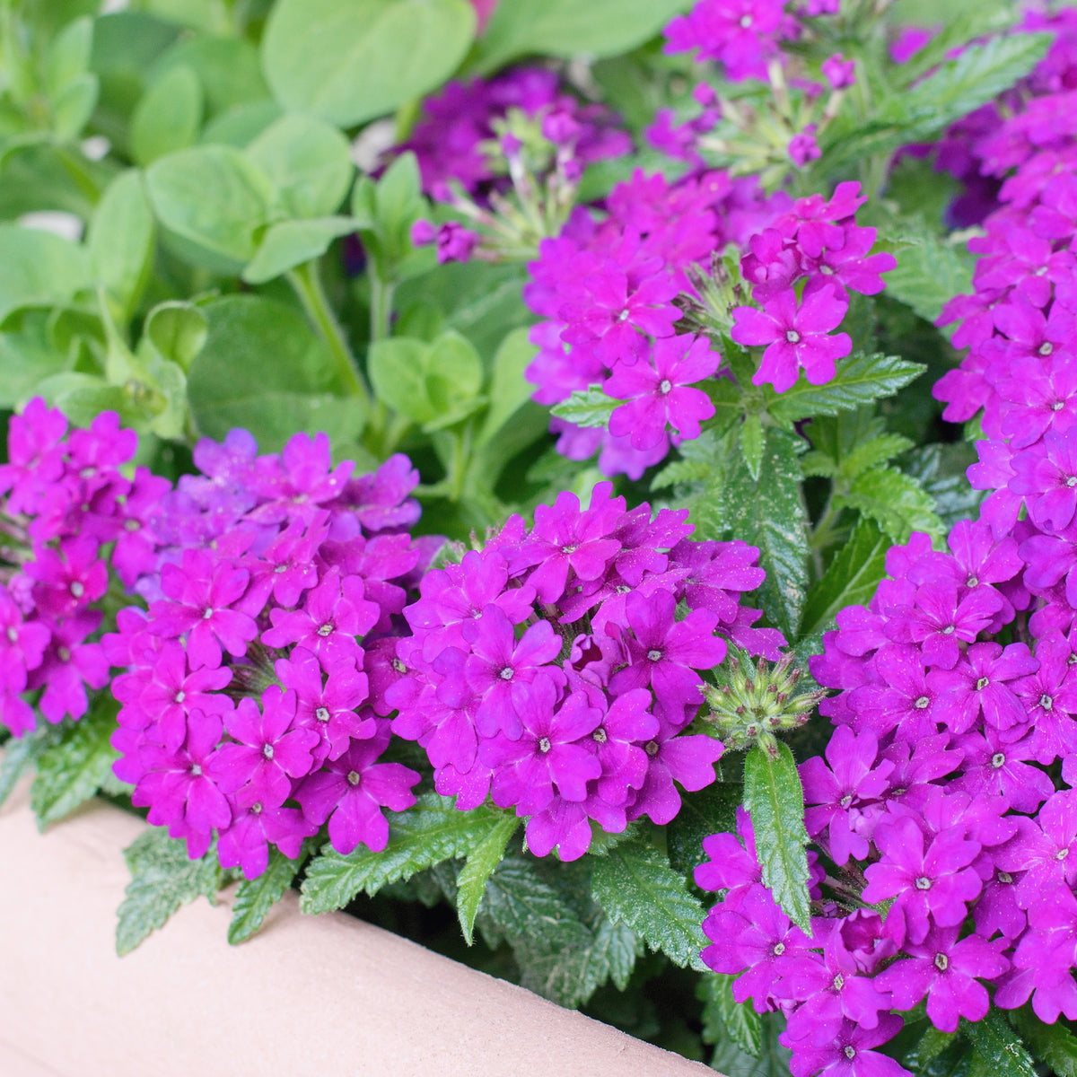 Lila hängendes Eisenkraut - Verbena pendula purple - Willemse