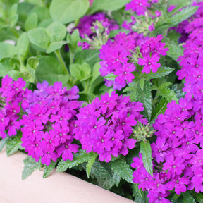 Lila hängendes Eisenkraut - Verbena pendula purple - Willemse