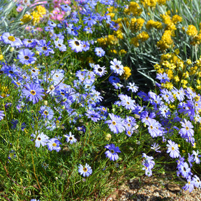 Brachyscome blau - Willemse