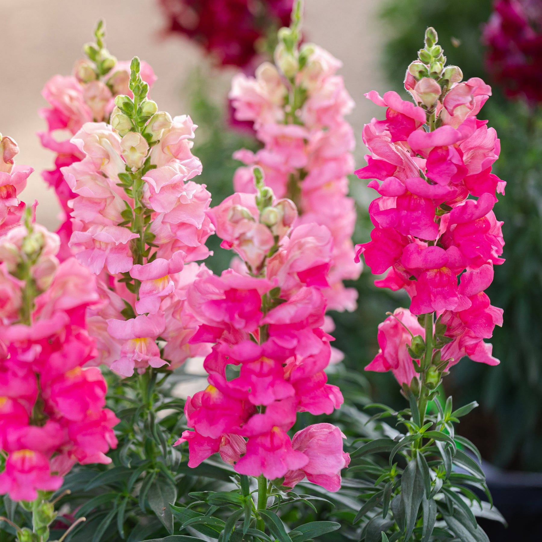 Löwenmaul rosa - Muflier pink - Willemse