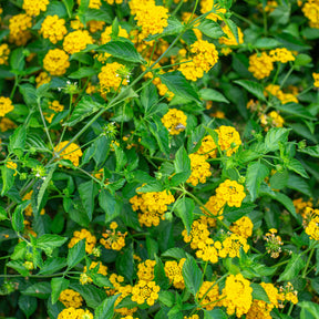 Lantana yellow - Gelbe Wandelröschen - Blumen für Terrasse und Balkon