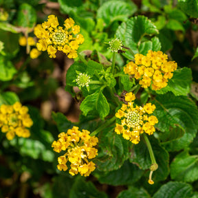 Gelbe Wandelröschen - Lantana yellow - Willemse