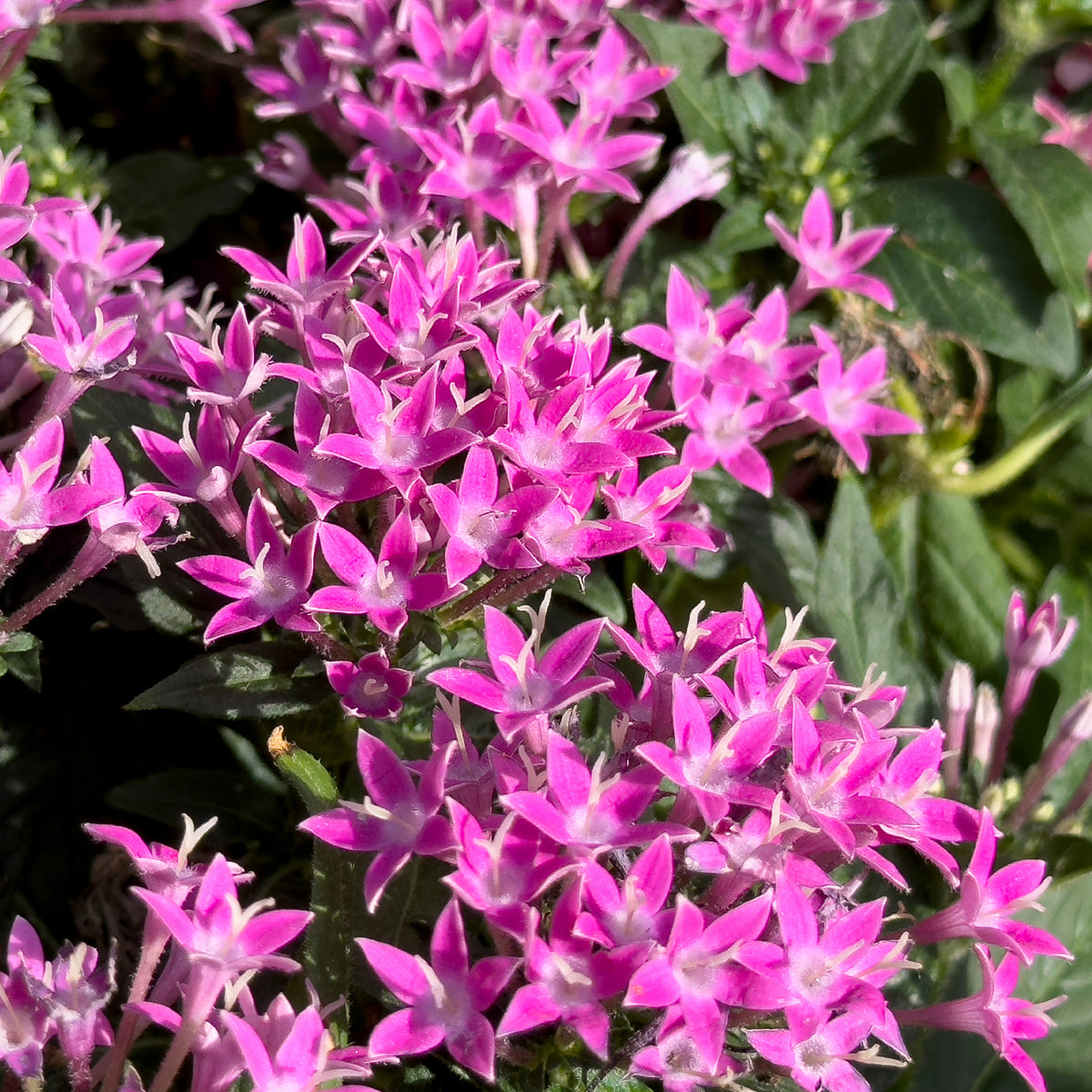 Rosa Pentas - Fünfzahlstrauch - Pentas rose - Willemse