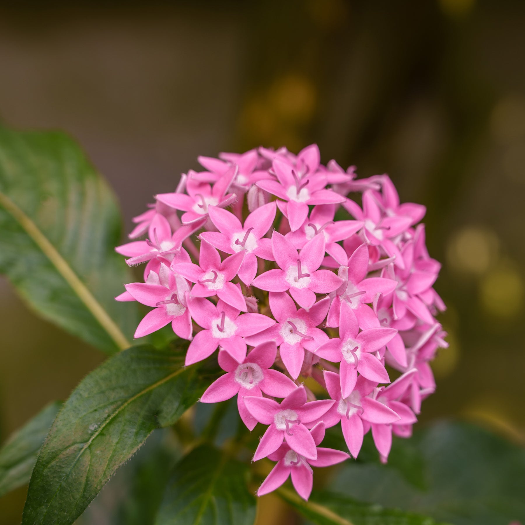 Rosa Pentas - Fünfzahlstrauch - Willemse