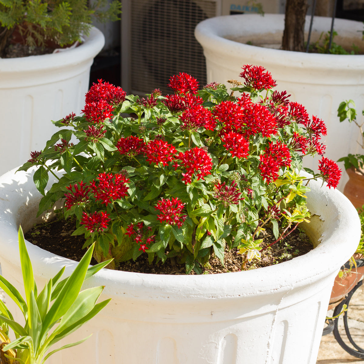 Rote Pentas - Fünfzahlstrauch - Pentas red - Willemse