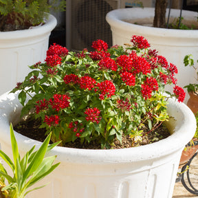 Rote Pentas - Fünfzahlstrauch - Pentas red - Willemse