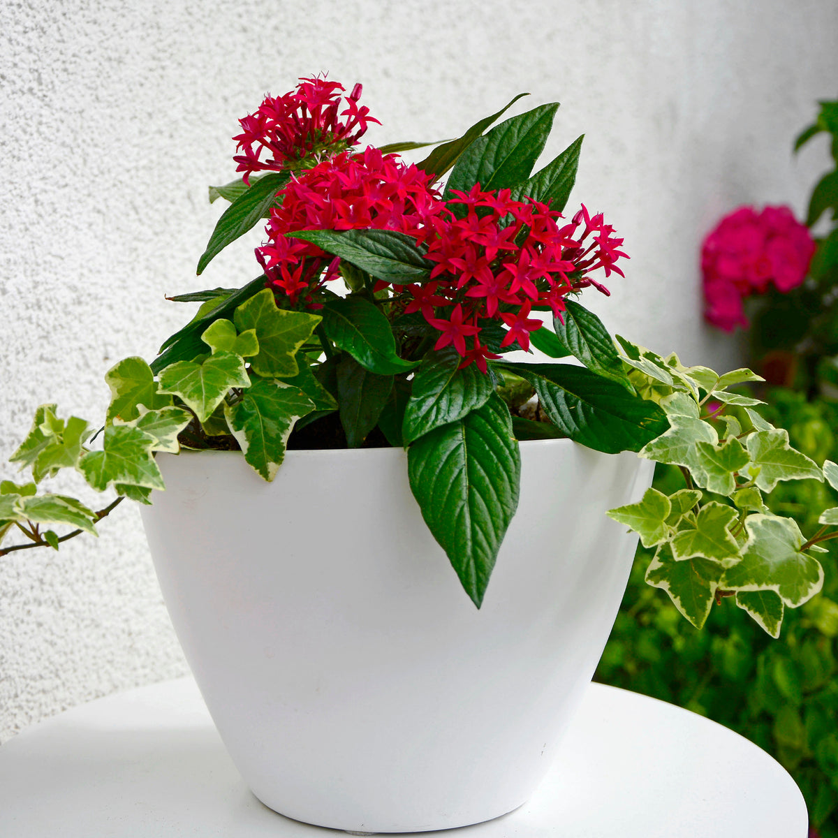 Rote Pentas - Fünfzahlstrauch - Willemse