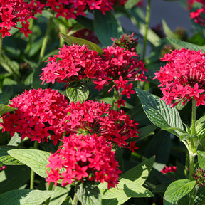 Pentas red - Rote Pentas - Fünfzahlstrauch - Blumen für Terrasse und Balkon