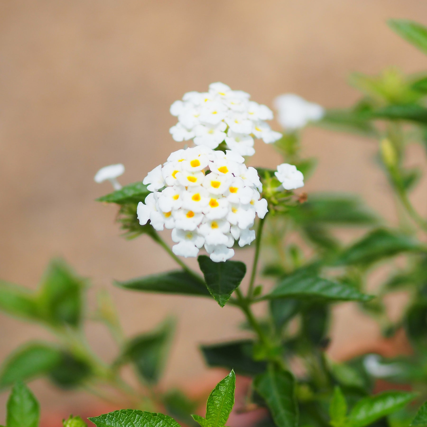 weiße Wandelröschen - Lantana white - Willemse