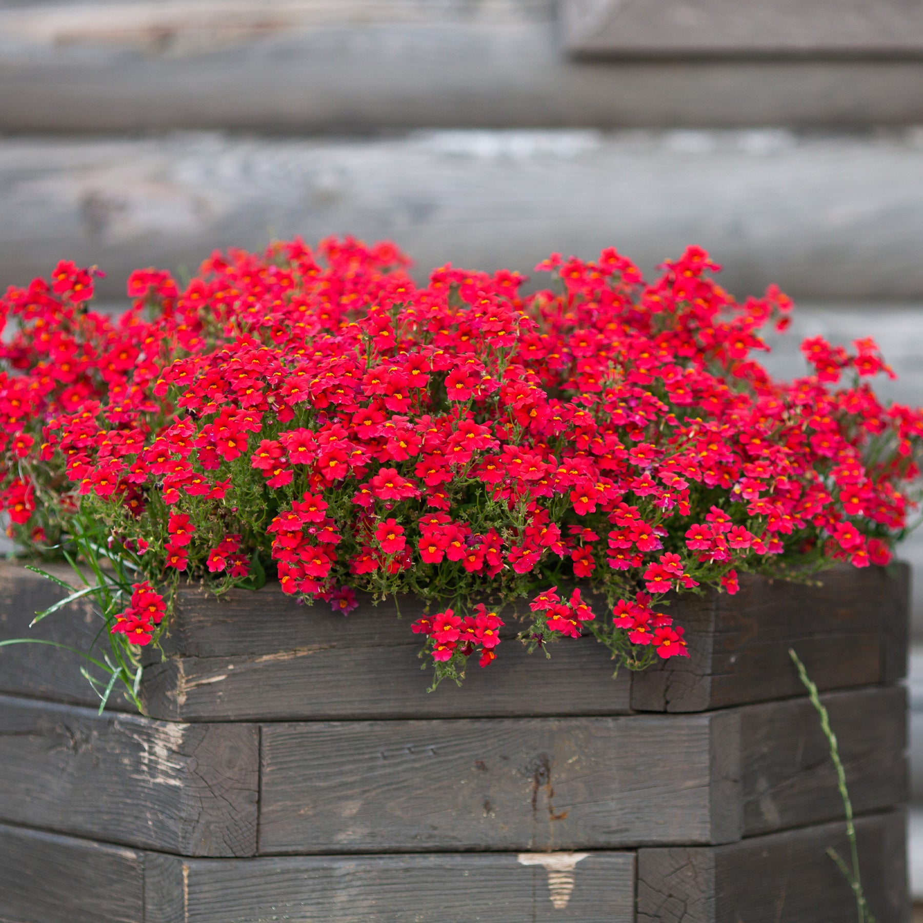 rote Elfenspiegel - Nemesia red - Willemse