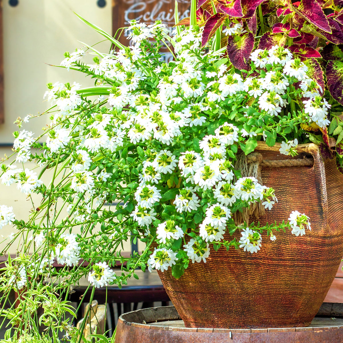 weiß Fächerblume - Scaevola  blanc - Willemse