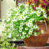 weiß Fächerblume - Scaevola  blanc - Willemse