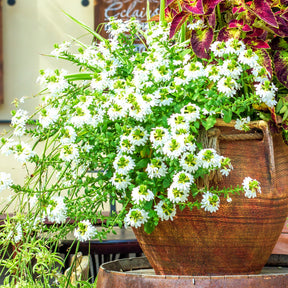 weiß Fächerblume - Scaevola  blanc - Willemse