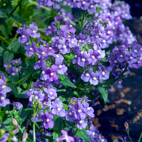 Blaue  Elfenspiegel - Willemse