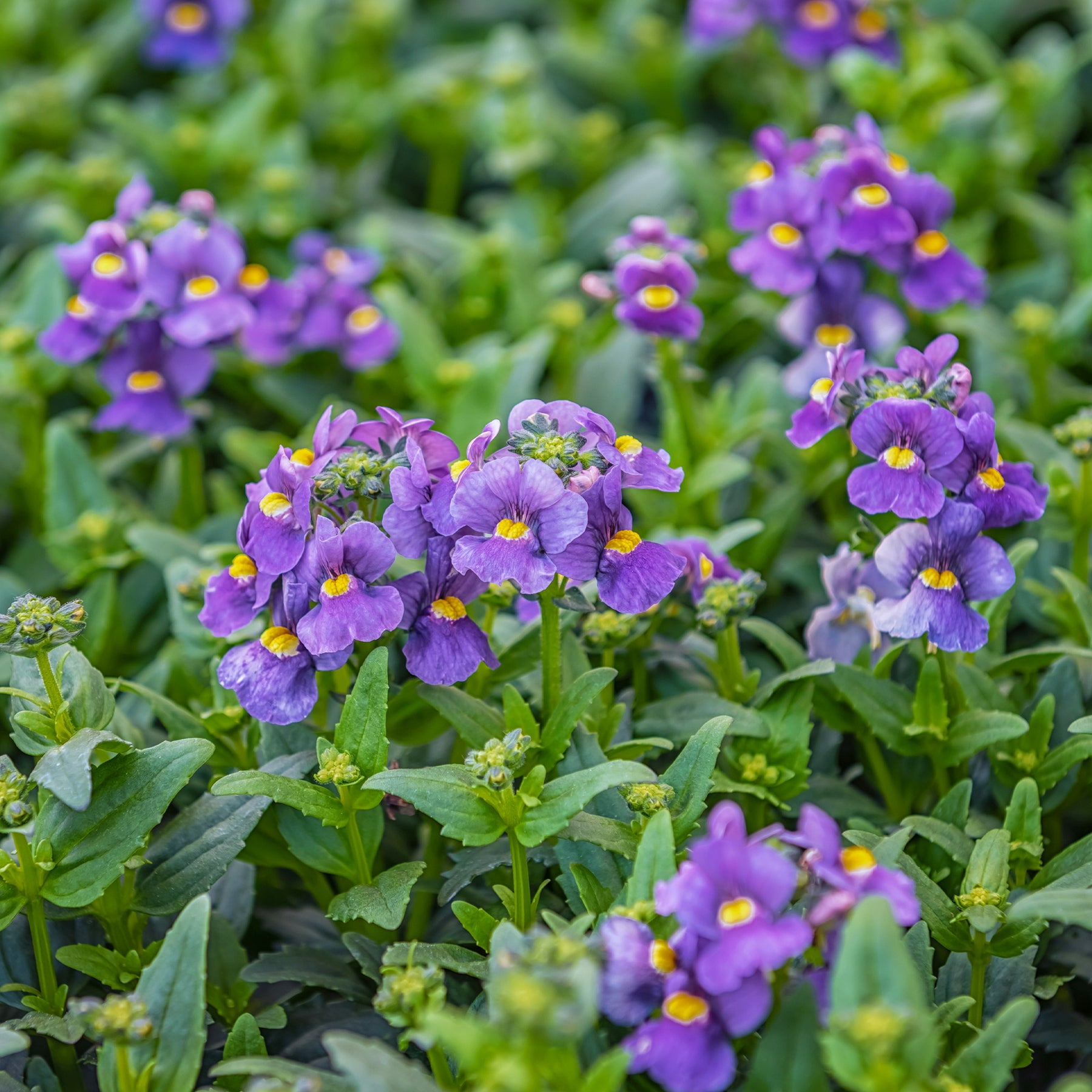 Blaue  Elfenspiegel - Nemesia  blue - Willemse