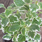 Grün‑weiß Harfenstrauch - Plectranthus bicolore green and white - Willemse