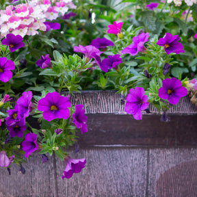 Lila Hängepetunie - Surfinia purple - Willemse