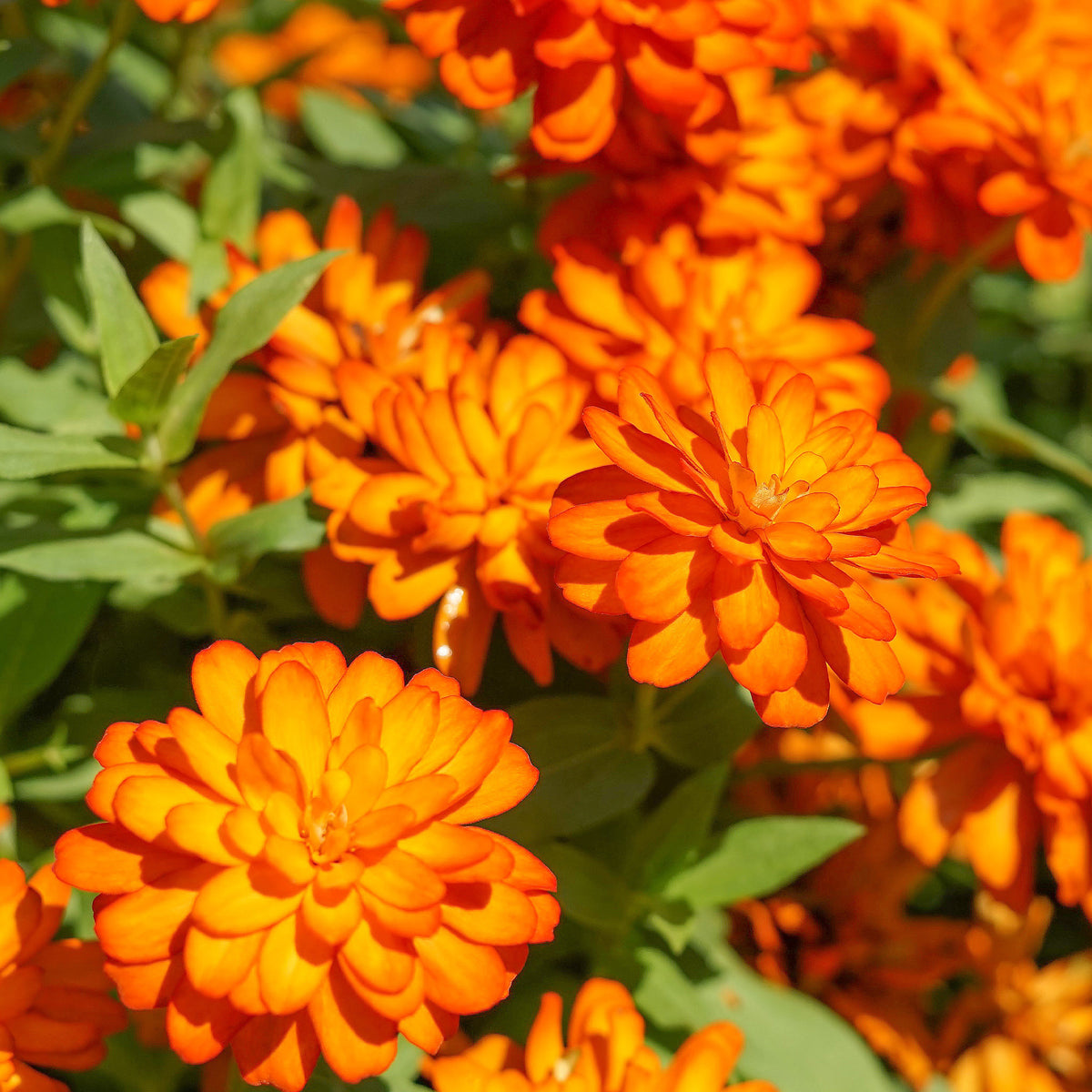 orange Zinnie - Willemse