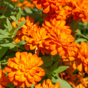 orange Zinnie - Willemse