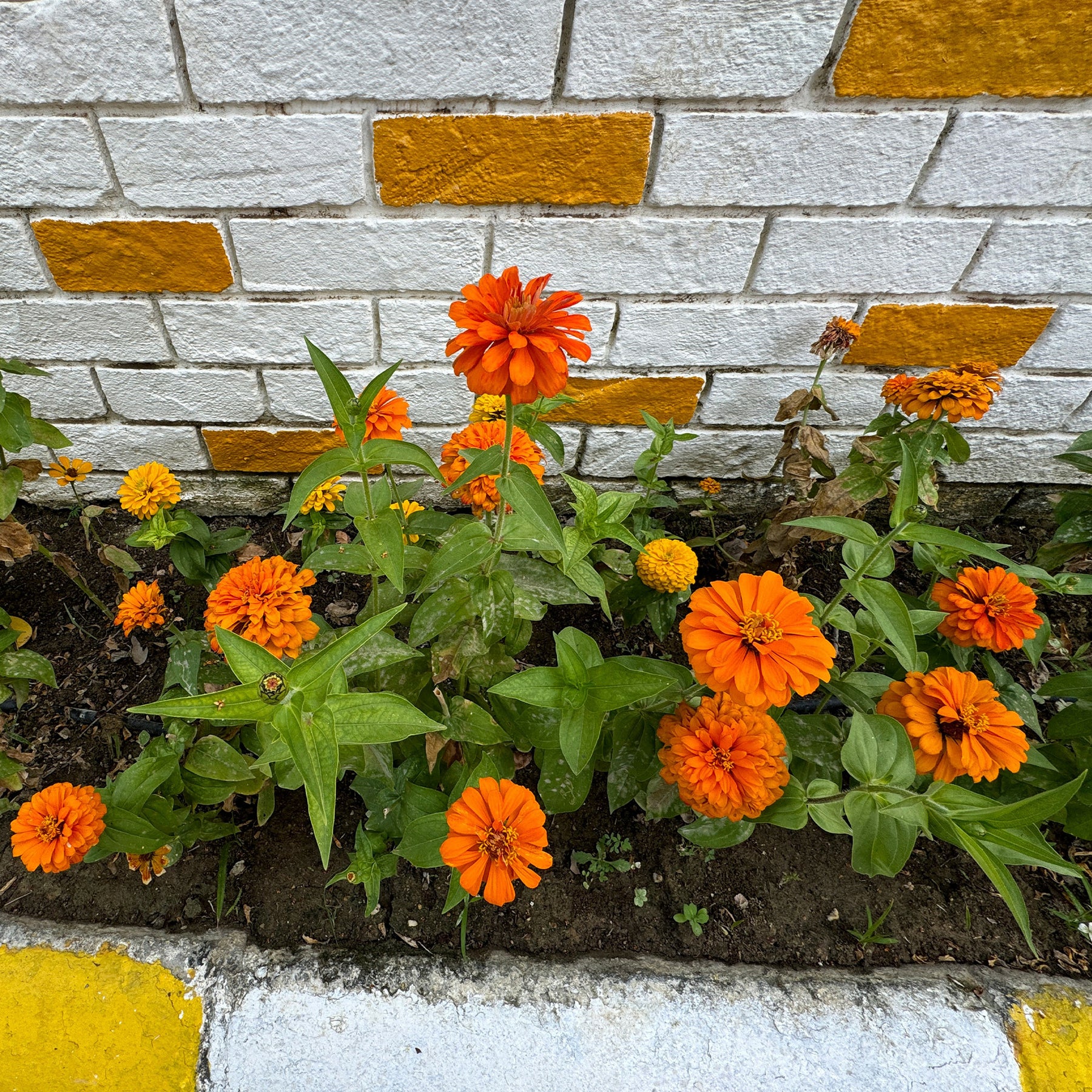 orange Zinnie - Zinnia  orange - Willemse