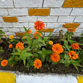 orange Zinnie - Zinnia  orange - Willemse
