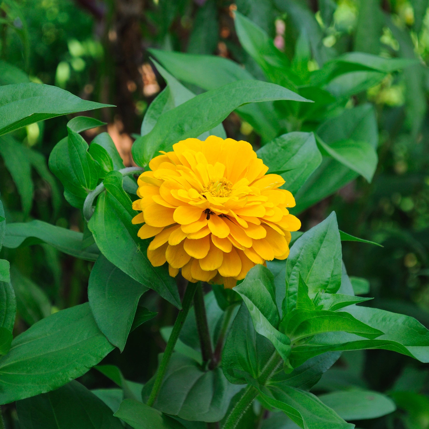 gelb Zinnie - Zinnia yellow - Willemse