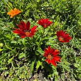 Rote Gazanie - Willemse