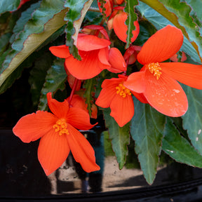 Bégonia pendula orange - Orange Hängende Begonie - Blumen für Terrasse und Balkon