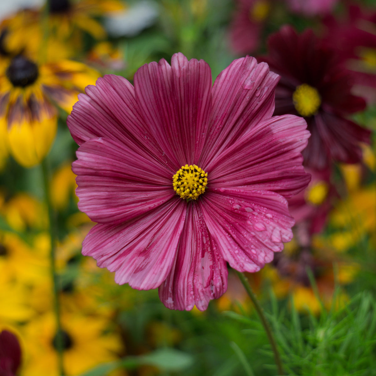Rosa Kosmos - Cosmos pink - Willemse