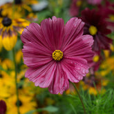 Rosa Kosmos - Cosmos pink - Willemse