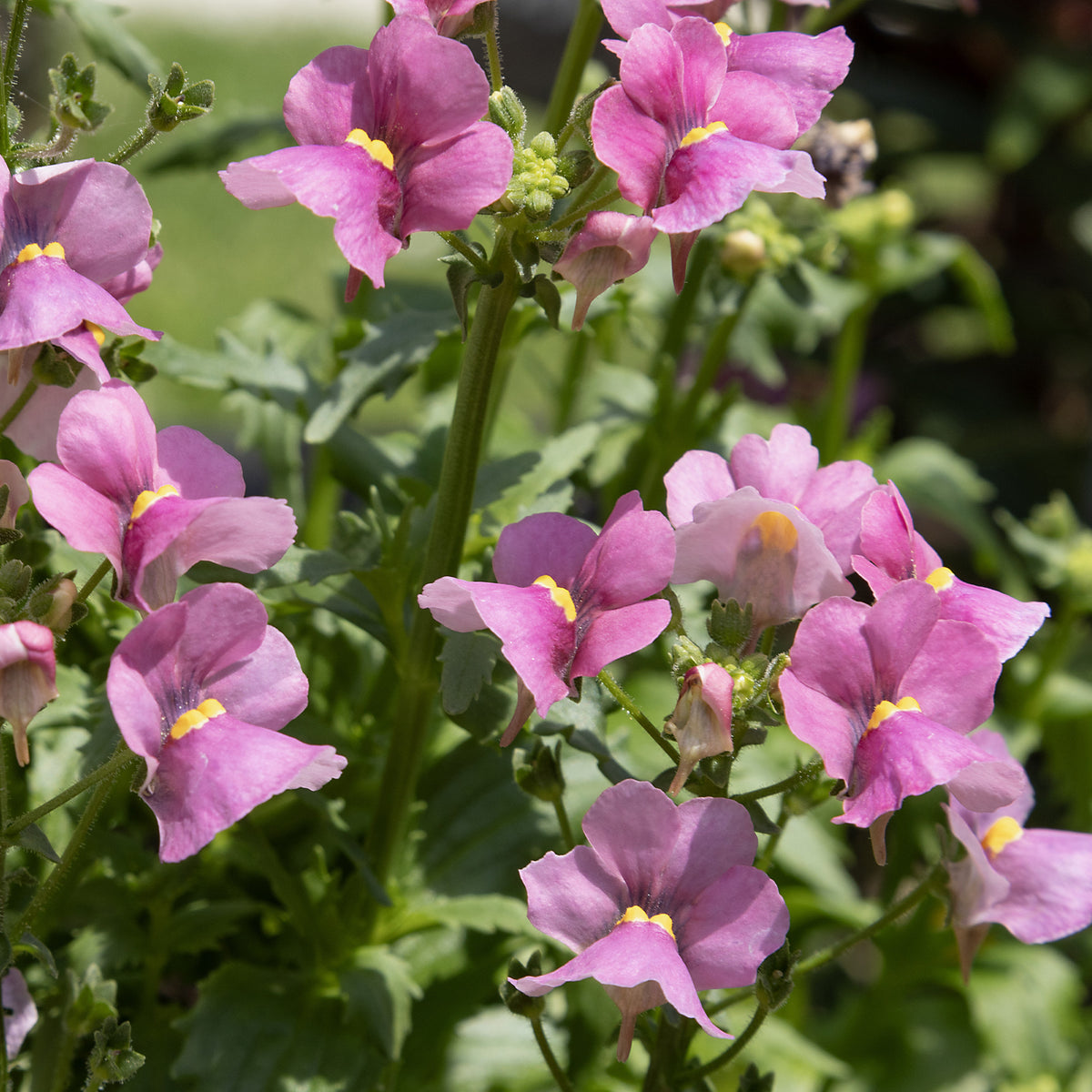 Rosa Elfenspiegel - Nemesia pink - Willemse
