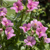 Rosa Elfenspiegel - Nemesia pink - Willemse