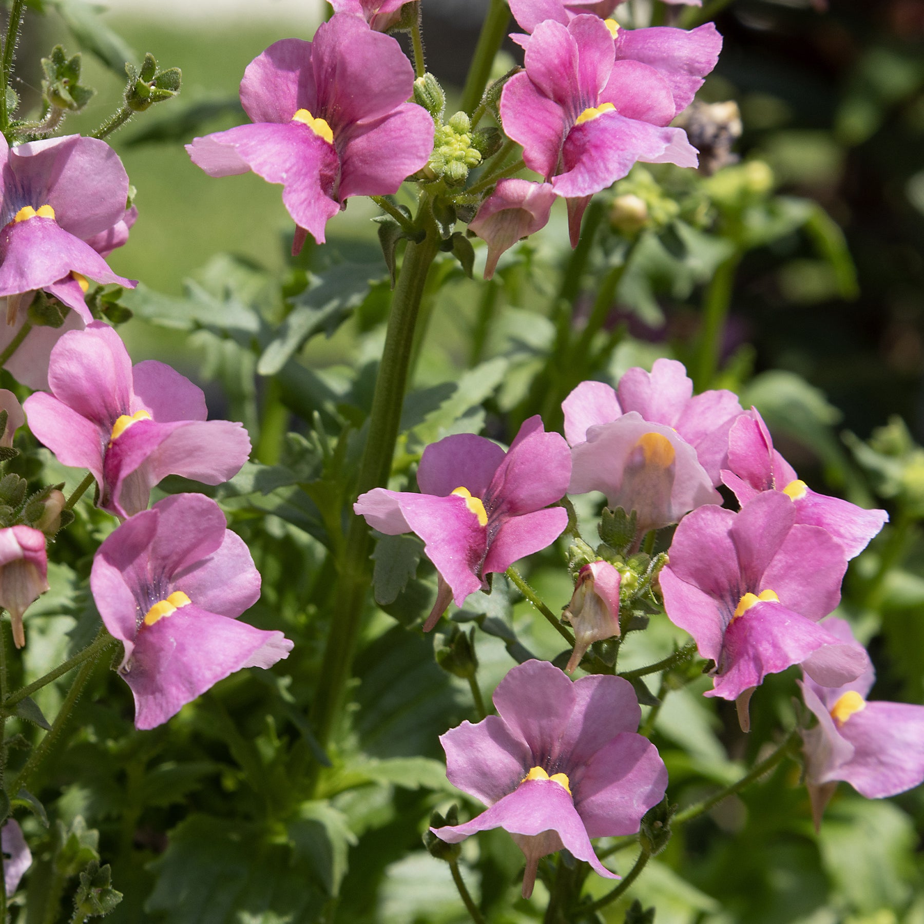 Rosa Elfenspiegel - Nemesia pink - Willemse