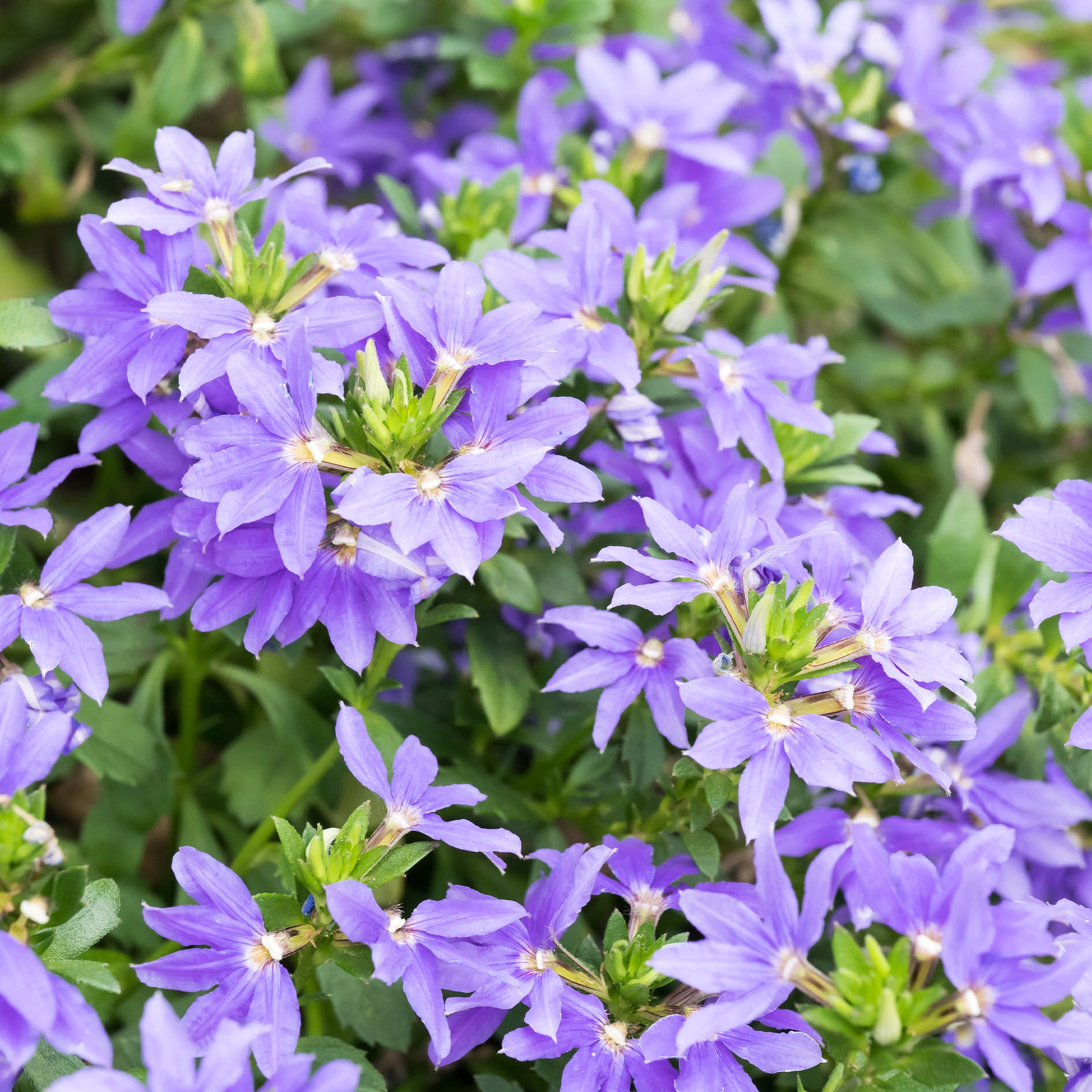 Lila Fächerblume - Scaevola purple - Willemse