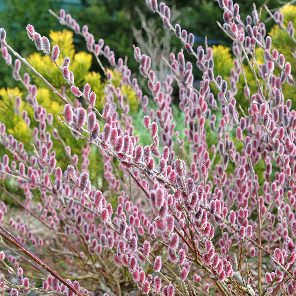 Rosa Riesenweidekätzchen 'Mount Aso'